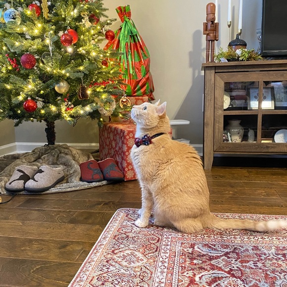 Meet your Posher, Christine - Picture 4 of 16